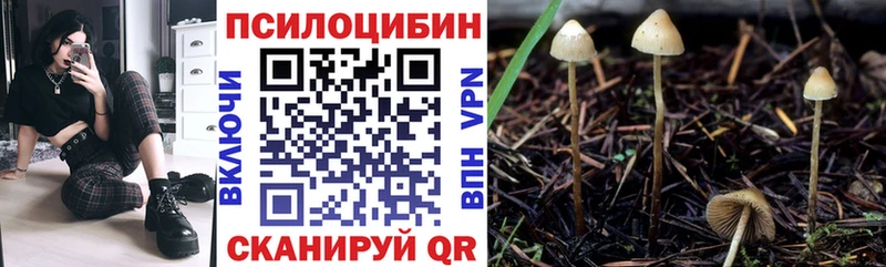 купить   Киселёвск  Псилоцибиновые грибы Psilocybine cubensis 